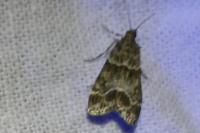 Eudonia mercurella