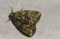 Cryphia algae