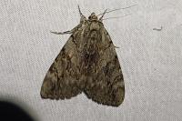 Catocala electa