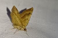 Camptogramma bilineata