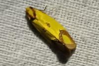 Agapeta zoegana