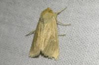 Mythimna pallens