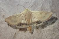 Heliothis nubigera