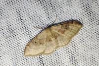 Idaea degeneraria