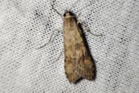 Nomophila noctuella