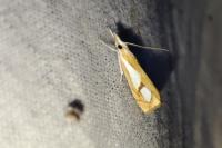 Catoptria pinella