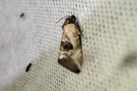 Elaphria venustula