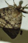 Lymantria dispar