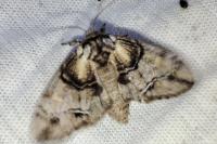 Drymonia velitaris