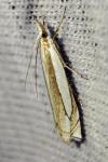 Crambus pascuella