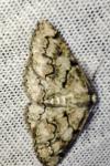 Cleorodes lichenaria