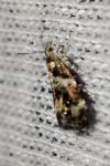 Tebenna micalis