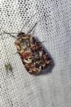 Anarta myrtilli