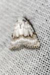 Meganola albula