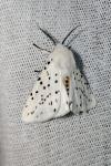 Spilosoma lubricipeda
