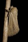 Denticucullus pygmina
