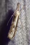 Platytes alpinella