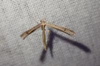 Stenoptilia annadactyla