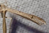 Stenoptilia annadactyla