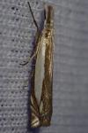 Crambus pascuella