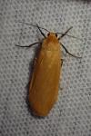 Wittia sororcula