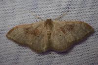 Idaea degeneraria