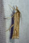 Ancylolomia tentaculella