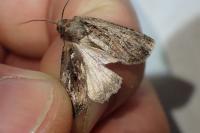 Xestia agathina
