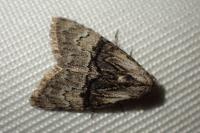 Meganola togatulalis