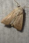 Mythimna sicula