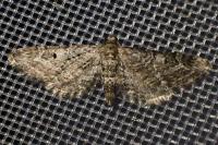 Eupithecia nanata