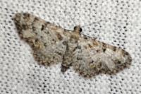 Eupithecia irriguata