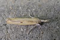 Agriphila inquinatella