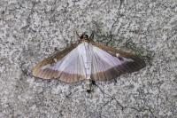 Cydalima perspectalis