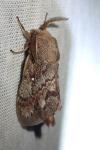Dendrolimus pini