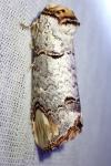 Phalera bucephala