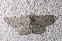 Ectropis crepuscularia