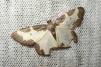 Lomaspilis marginata