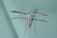 Emmelina monodactyla