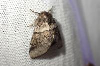 Gluphisia crenata