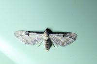 Eupithecia centaureata