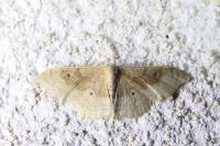 Idaea degeneraria