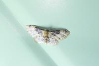 Idaea filicata
