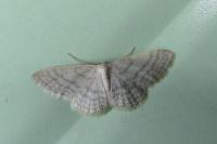 Idaea subsericeata