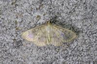 Patania ruralis