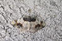 Ligdia adustata