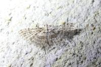 Alucita grammodactyla