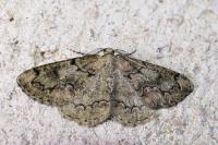 Cleorodes lichenaria