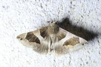 Dysgonia algira
