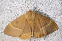 Lasiocampa trifolii